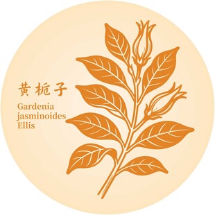 黄栀子植物图案