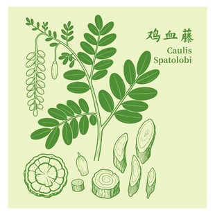 鸡矢藤植物图示