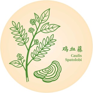 鸡血藤植物图示