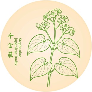 千金藤植物插画