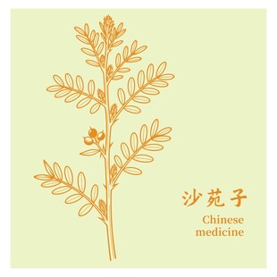 沙苑子植物手绘插画