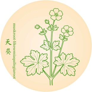 圆形手绘天竺葵图案