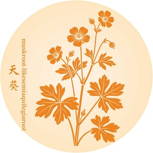 天葵中药材花卉图案设计元素