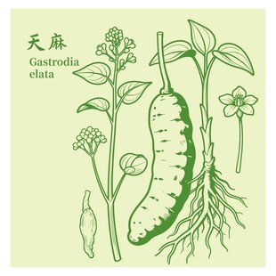 天麻植物图示