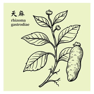 天麻植物手绘插画