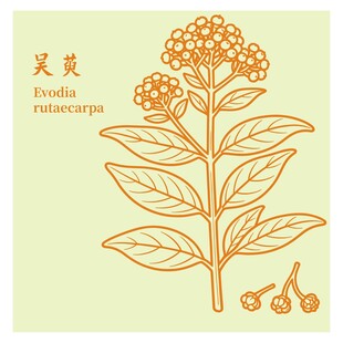 吴茱萸植物插画