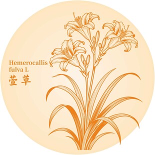 萱草花卉图案设计