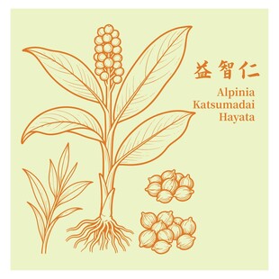 益智仁植物图示