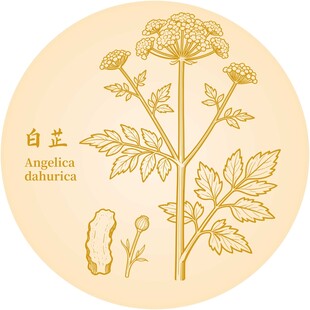 白芷植物插画图案设计