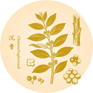 沉香植物元素插画