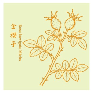 金樱子植物线描图
