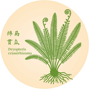 绵马贯众植物图示