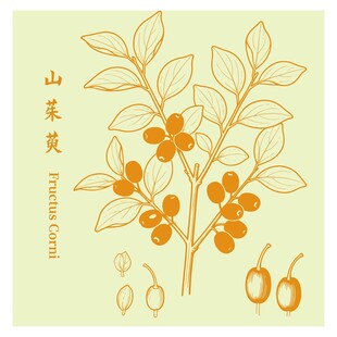山茱萸插画