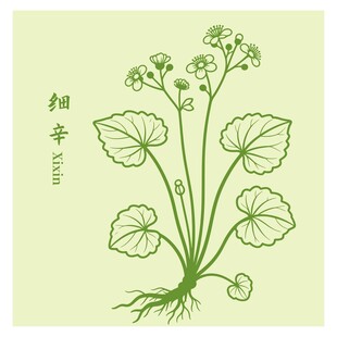 细辛植物插画