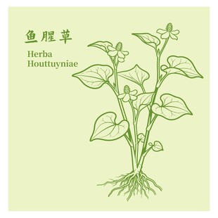 鱼腥草植物手绘图鉴