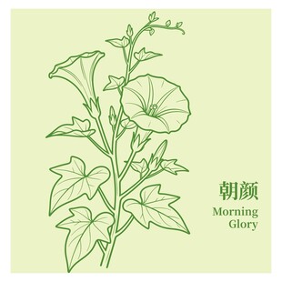 手绘朝颜花插画