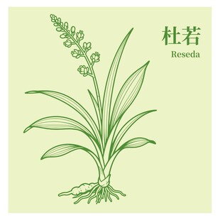 杜若植物手绘图