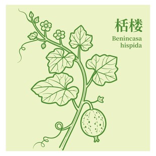栝楼植物线条插画