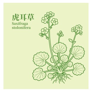 虎耳草植物手绘插画