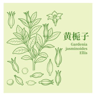 黄栀子植物图示