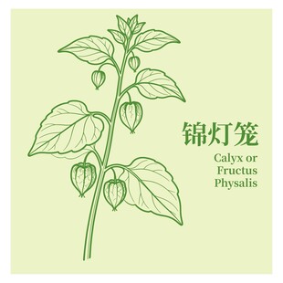 锦灯笼植物插画