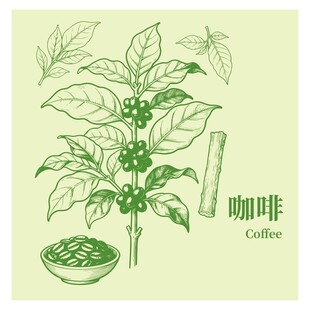 手绘咖啡植株与果实图