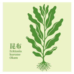 昆布植物插画
