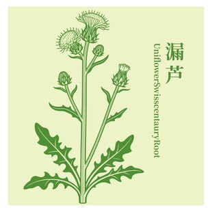 漏芦植物插画