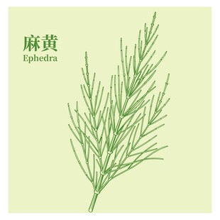 麻黄植物手绘图