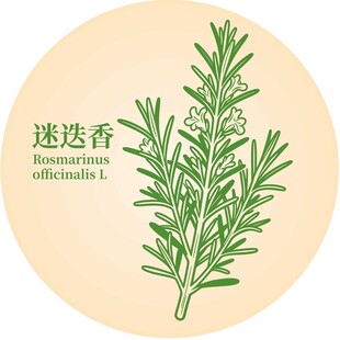 迷迭香植物图示