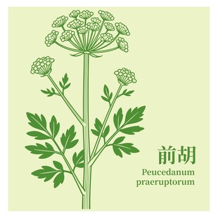 前胡植物插画