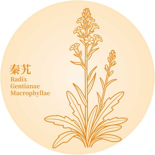 秦艽植物图案插画