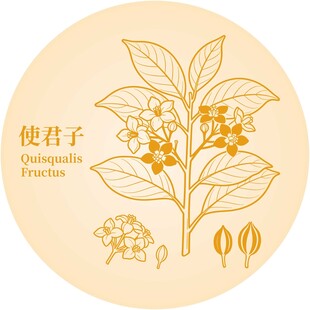 使君子植物图示