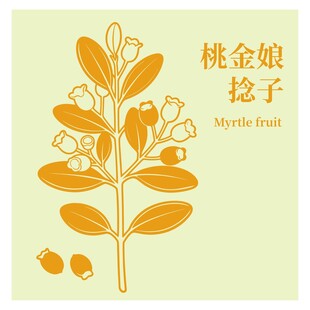 桃金娘捻子植物插画