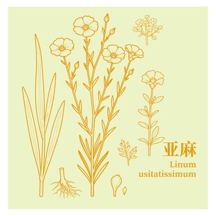 亚麻植物花卉图案设计