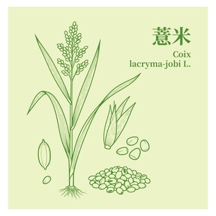 薏米植物图示
