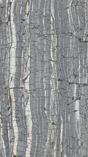 树皮纹理特写
