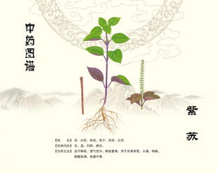 紫苏中药材紫苏