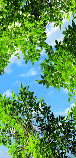 蓝天绿叶间的清新景致