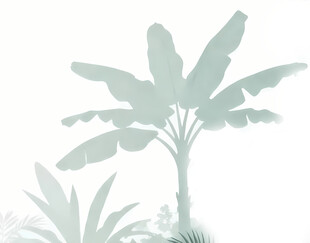 雾气磨砂膜效果绿植贴图