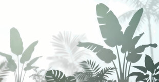 雾气磨砂膜效果绿植贴图