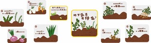 蔬菜 种植 幼儿园