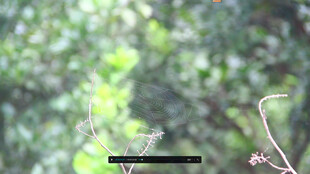 枝头嫩叶展现自然生机