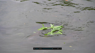 水中漂浮的绿色植物