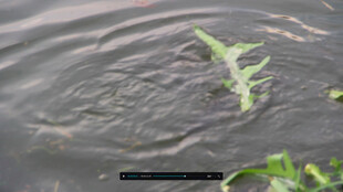 水中绿植泛起圈圈涟漪