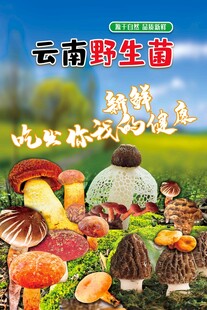 云南野生菌
