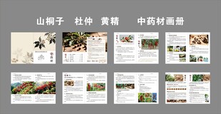 山桐子中药材画册