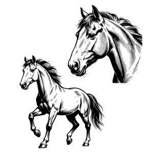 矢量素描马线稿