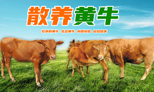 草原散养黄牛