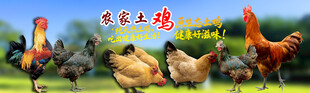  农家散养土鸡  